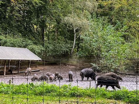 dyreparken aarhus|Marselisborg Dyrehave » Oplev den smukke dyrepark。